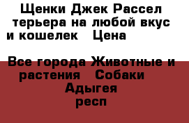 Щенки Джек Рассел терьера на любой вкус и кошелек › Цена ­ 13 000 - Все города Животные и растения » Собаки   . Адыгея респ.